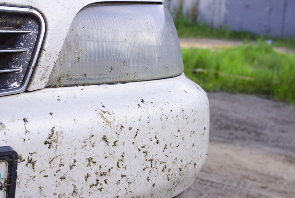 So werden Sie Mücken am Auto schnell los