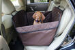 So transportieren Sie einen Hund richtig im Auto: Tipps und Empfehlungen Foto 1