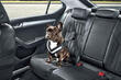 So transportieren Sie einen Hund richtig im Auto: Tipps und Empfehlungen Foto 2