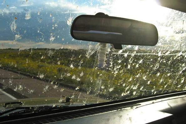 Wie reinigt man Autoscheiben von Insekten?