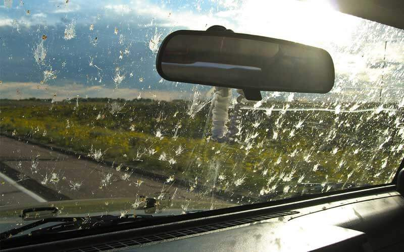 Wie reinigt man Autoscheiben von Insekten?
